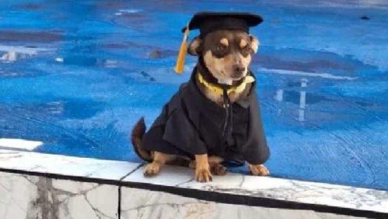 Conoce la historia de ‘Canelo’, el perrito que se graduó en una escuela de Guanajuato 