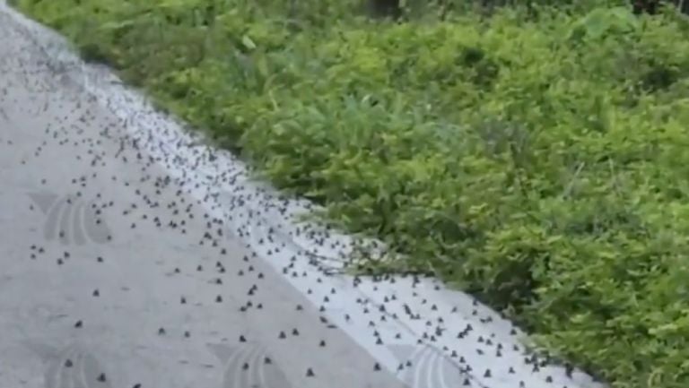 Cientos de sapitos aparecen en las carreteras de Yucatán