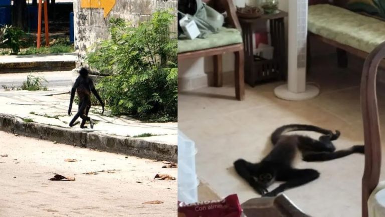 Monos buscan alimento y refugio en casas de Yucatán tras huracán Beryl