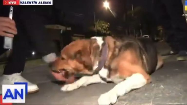 El perrito muerde a reportero cuando intentó acariciarlo