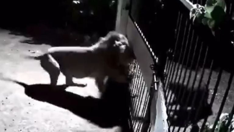 Dos leones tuvieron una pelea con dos valientes perritos que defendieron su hogar en la India