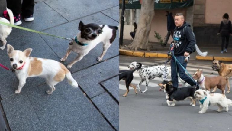 Las mascotas que sean paseadas sin portar correa recibirán multa en la CDMX