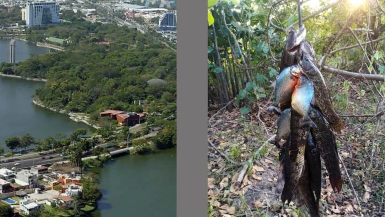 Pirañas son aparentemente vistas en el estado de Tabasco